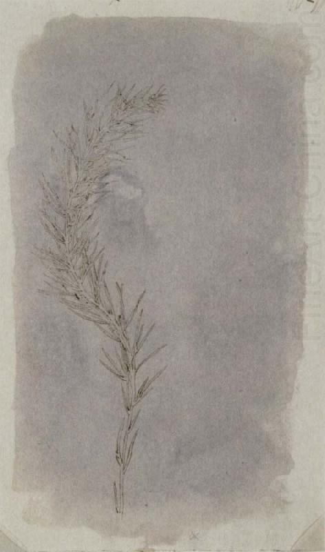 Rosemary Twig, Willim Henry Fox Talbot